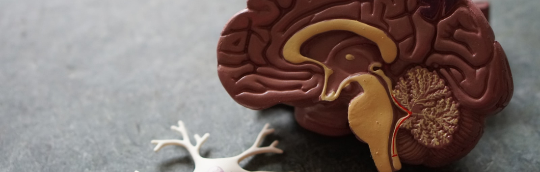World Brain Day: Understanding the Brain-Body Connection